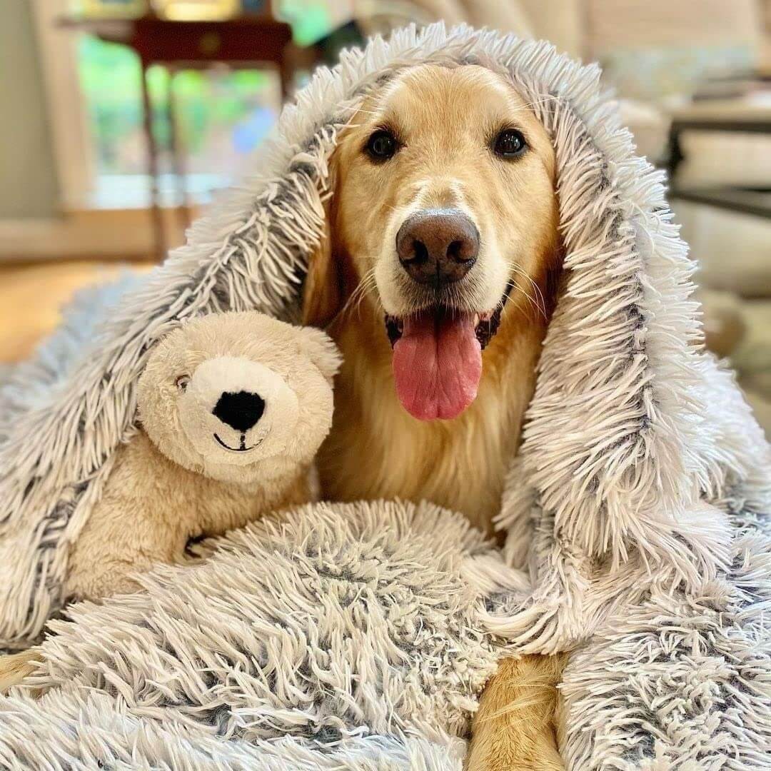 MrFluffyFriend - Hundedecke