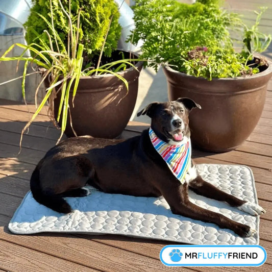 Ein fröhlicher schwarzer Hund liegt auf einer grauen Kühlmatte, trägt ein buntes Halstuch und ist von Blumentöpfen auf einem sonnigen Holzdeck umgeben.